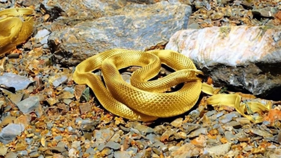 yellow-snake