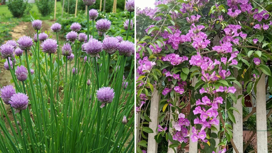 Nen Tree (left) and Garlic Chives (right).