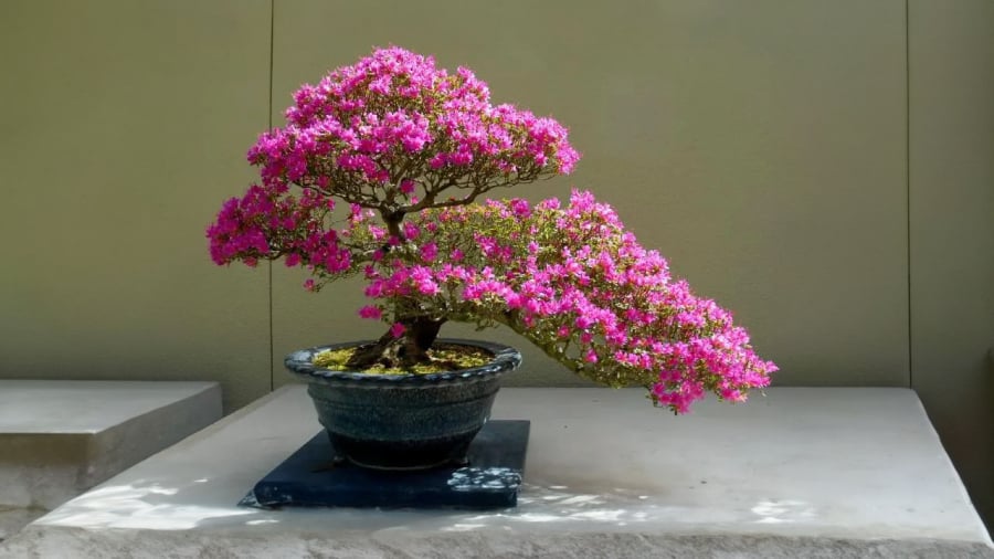 bonsai-hoa-giay