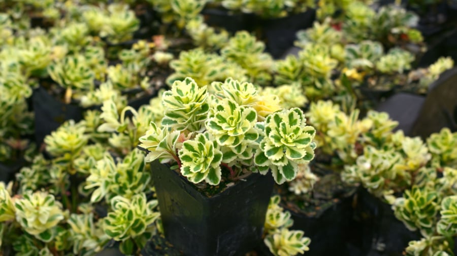 sen-da-sedum-atlantics