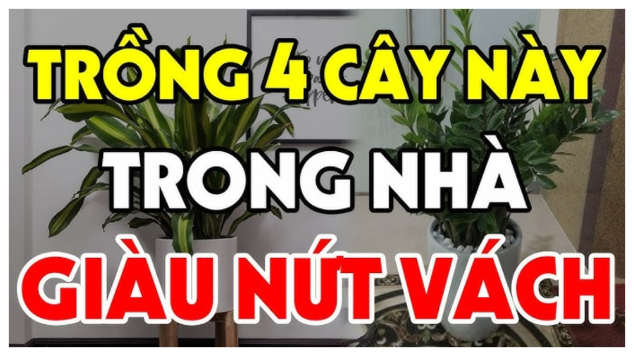 4 cay nay trong trong nha giau nut vach