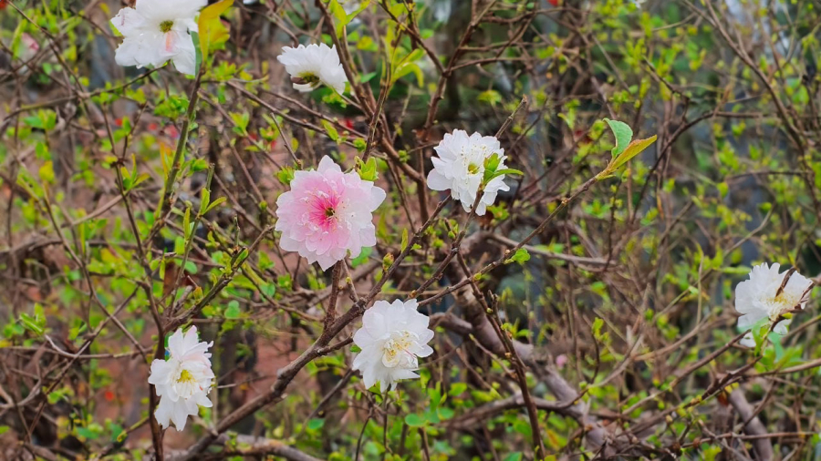 nhat-chi-mai-bao-mua-xuan