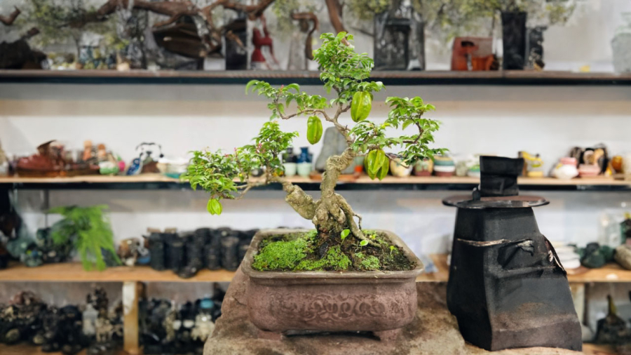 cay-khe-bonsai