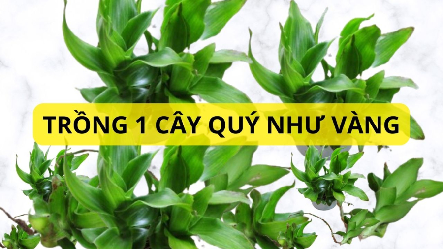 cay-luoc-vang-quy-nhu-vang- cay-phong-thuy