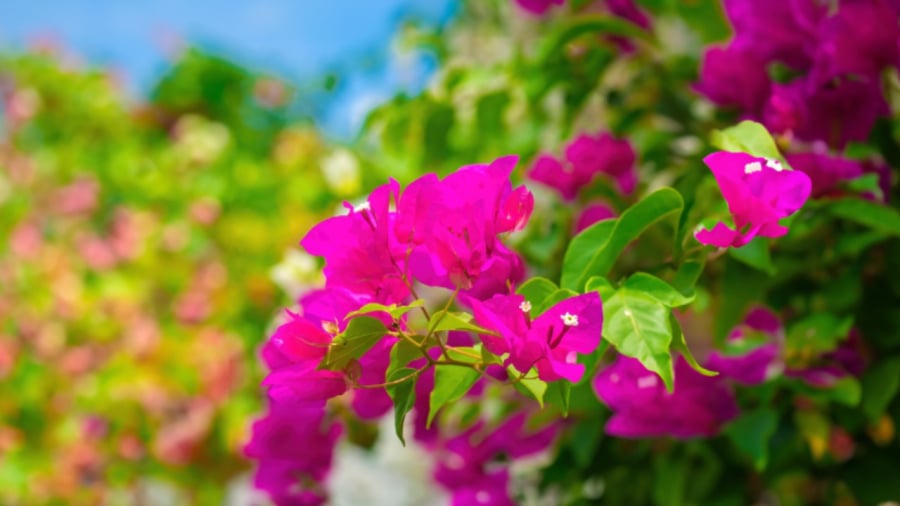 Hoa giấy là loại cây dễ trồng, có khả năng chịu hạn tốt.