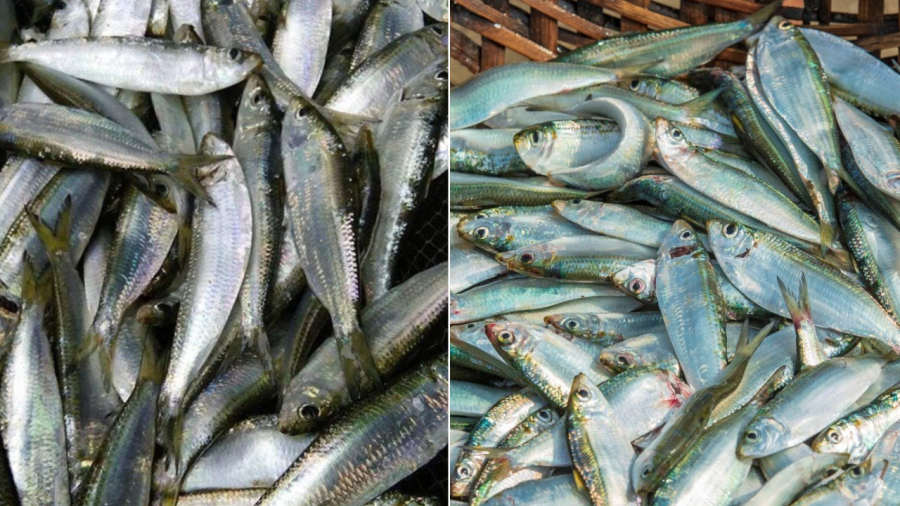 Cá trích có lượng omega-3 cao ngang ngửa so với cá hồi.