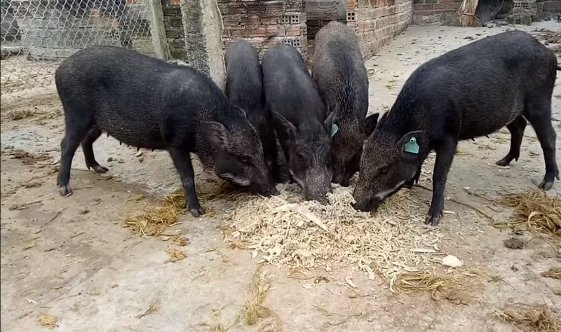 Mỗi con lợn giống có thể đẻ hai lứa mỗi năm, mỗi lứa từ 5 đến 8 con