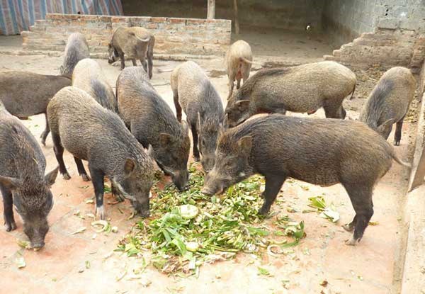 Nhu cầu thịt lợn rừng lai trên thị trường tăng cao