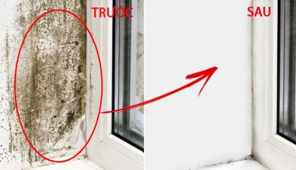 Khi tường nhà bị mốc với diện tích không quá lớn, hãy lấy thuốc sát trùng để làm sạch.