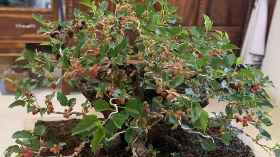 Ngày nay nhiều người trồng dâu tằm bonsai