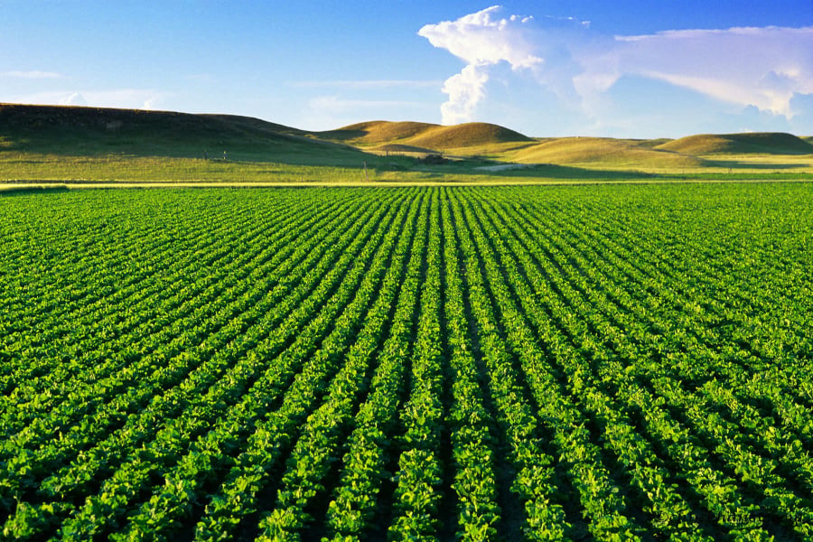 Theo Điều 126 Luật Đất đai 2013, thời hạn sử dụng đất nông nghiệp đối với trường hợp giao đất, cho thuê đất là khác nhau