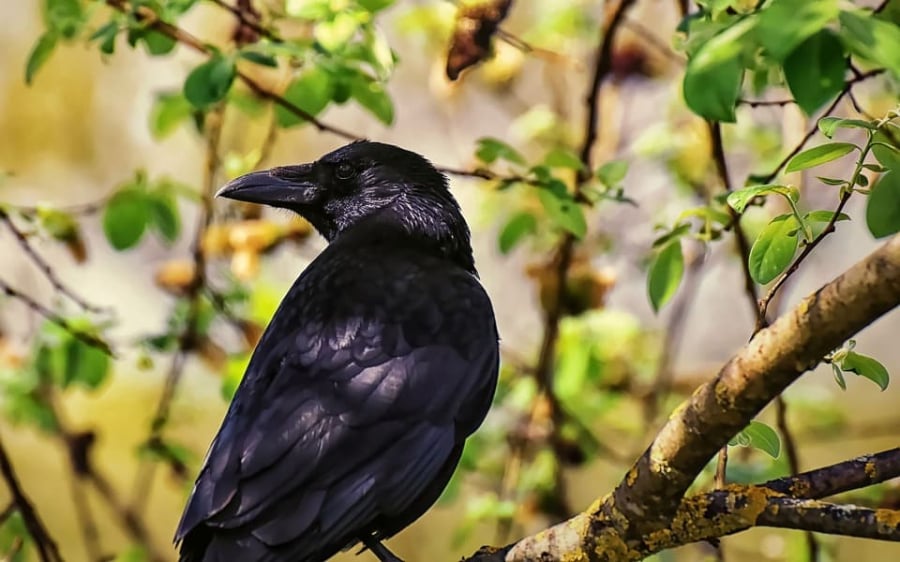 Quạ là loài chim có màu đen, tiếng kêu của chúng khiến nhiều người cảm thấy rợn người. (ảnh minh họa)