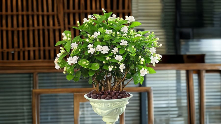 Hoa nhài trắng tinh thanh khiết và hương thơm dễ chịu