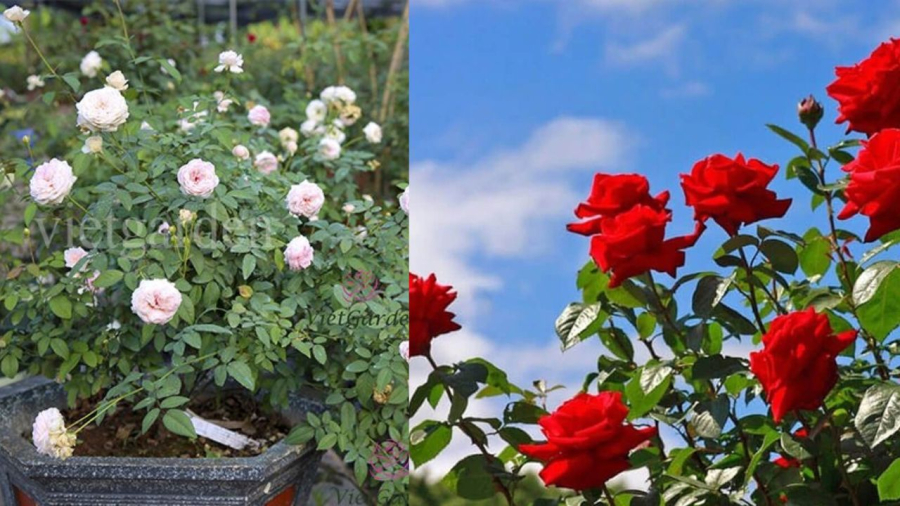 Hoa hồng là loại hoa phổ biến được nhiều người trồng làm cảnh
