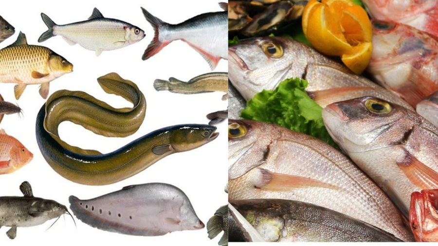Mỗi loại cá có một đặc trưng khác nhau