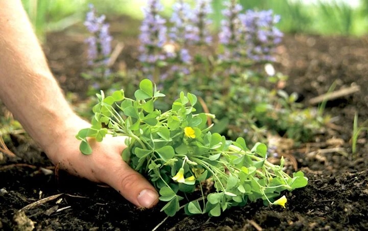Việc để lại một ít cỏ dại có thể giúp bạn nắm bắt các điều kiện thông gió, ánh sáng... của vị trí chậu cây, có lợi cho việc cải thiện môi trường cho cây trồng.    