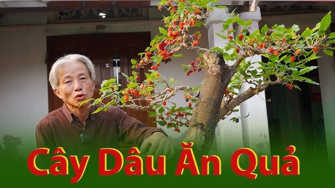 Trong tiếng Hán, dâu tằm đồng âm với từ “tang” cho nên loại cây này là biểu tượng của sự tang thương.