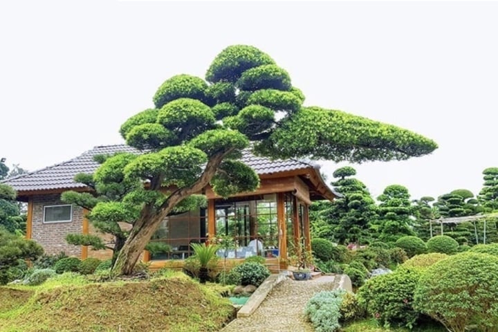 Cây bách là cây thường xanh, phát triển rất nhanh, đây cũng là loại cây được sử dụng phổ biến nhất trong phủ xanh đô thị.    