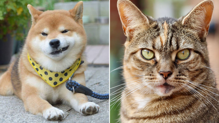 Chó mèo ghét nhau được cho là do có sự khác biệt về tính cách và tập tính.