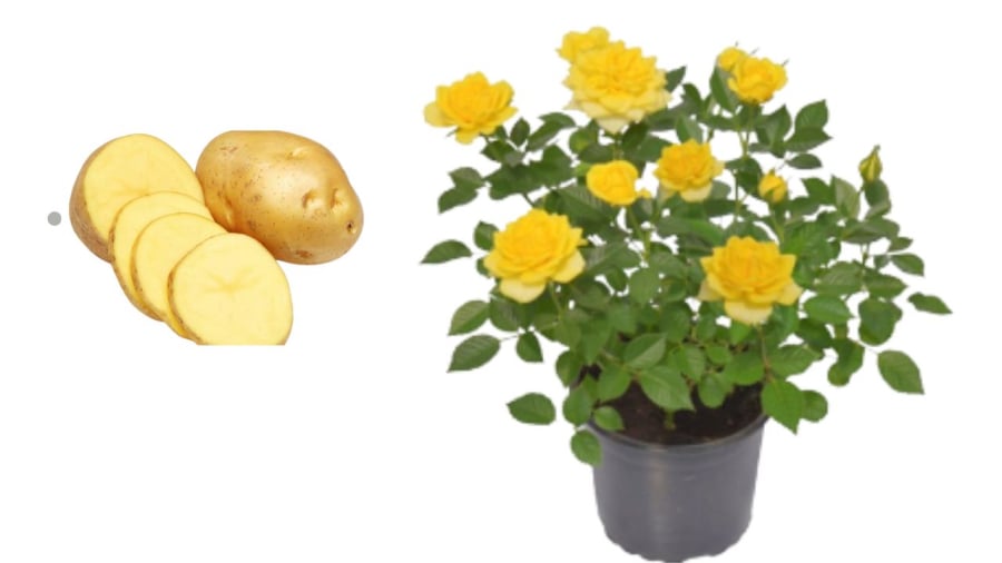 Vỏ khoai tây giúp chậu cây cảnh tốt hơn, giữ ẩm cho đất