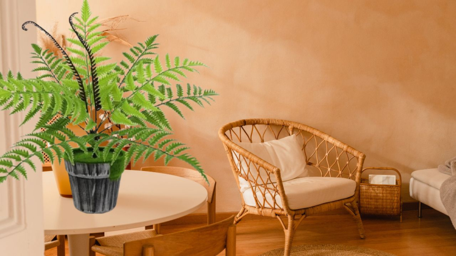 Cây dương xỉ hút ẩm và còn dễ trồng trong nhà