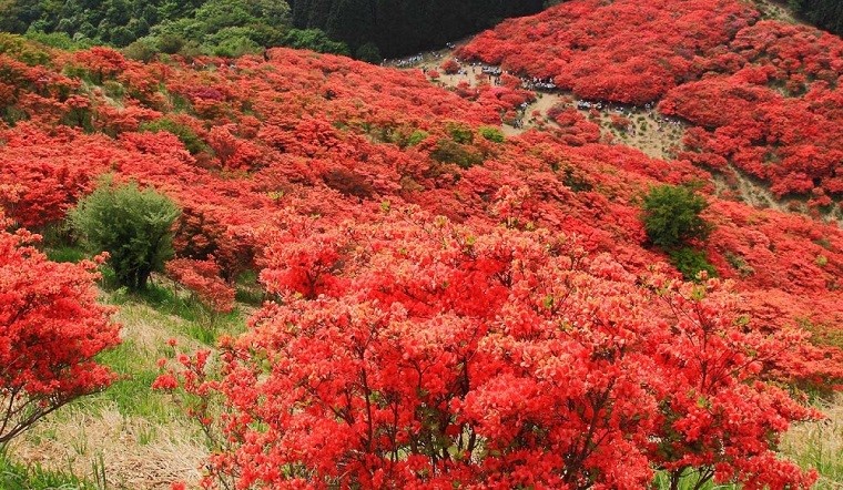 Đỗ quyên đỏ tươi, hoa mọc thành chùm hình cầu, mỗi bông hoa như lửa đỏ nổi bật trên nền lá xanh của rừng núi.