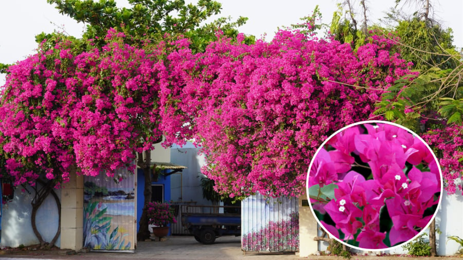 Hoa giấy thường được trồng trước cổng nhà.