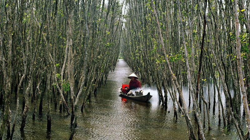 U Minh Hạ - Biển rừng tràm xanh ngút ngàn, huyền bí, nơi ẩn chứa những điều kỳ diệu của thiên nhiên hoang dã.