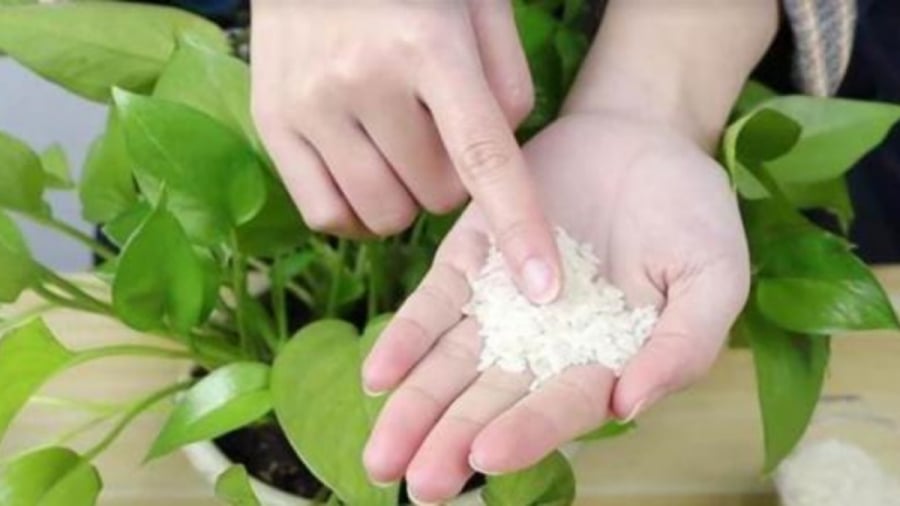 Chúng ta có thể sử dụng gạo kết hợp với giun để trồng hoa.