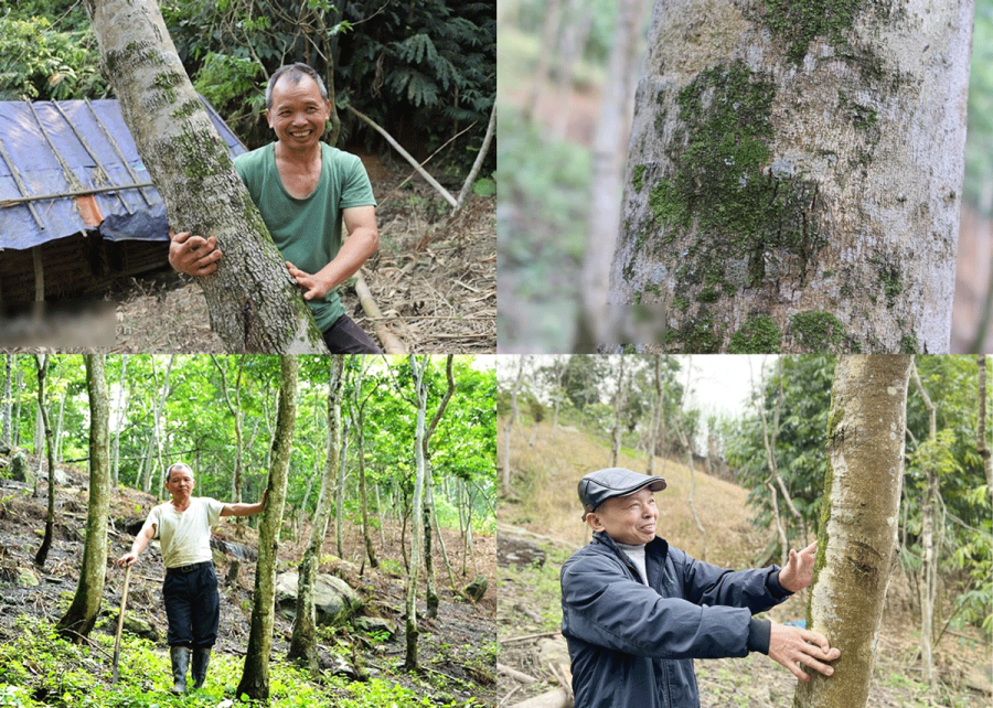 Ông Đặng Văn San ở Lào Cai có rừng sưa đỏ hơn 600 cây với giá trị kinh tế cực lớn.