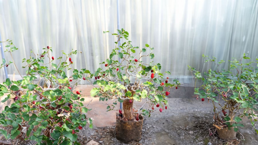 Ngày nay nhiều người trồng dâu tằm bonsai nhưng dân gian cho rằng cây dâu nên trồng sau nhà tránh trồng trước nhà