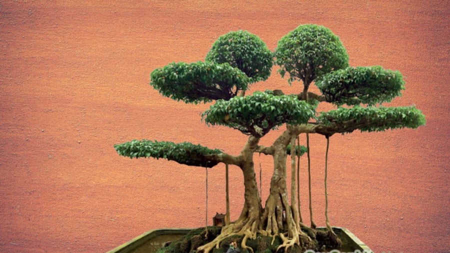 Cây sanh bonsai