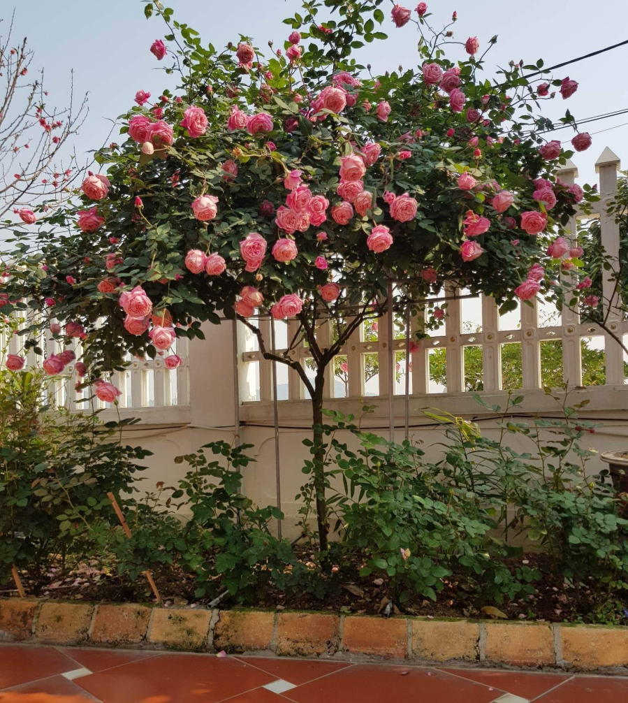 Hoa hồng vừa là loài hoa vừa là loại cây cảnh được nhiều người trồng nơi góc vườn hoặc sân nhà