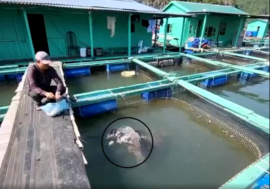 Anh Bùi Văn Luyện, nông dân đảo Cát Bà, Hải Phòng có thu nhập tiền tỷ với mô hình nuôi cá song vang khổng lồ.
