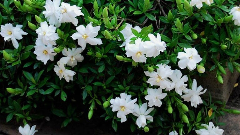 Hoa của cây dành dành mọc ở đầu cành, màu trắng
