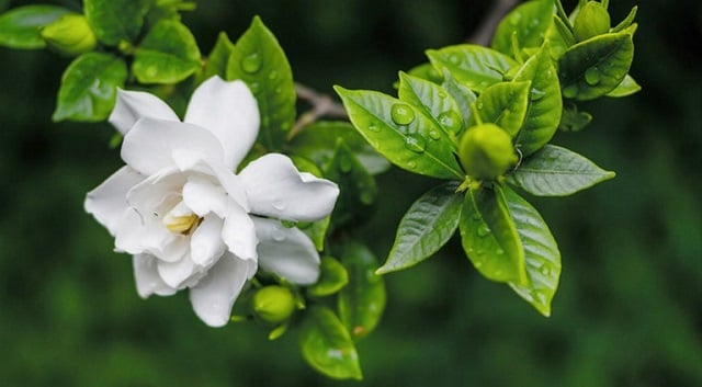 Hoa dành dành e ấp thường được xem như biểu tượng của một tình yêu thầm kín