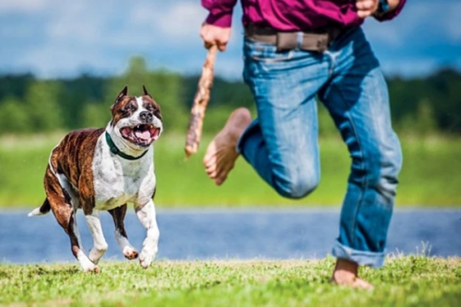 Mơ Thấy Chó Con Chạy Theo Mình: Giải Mã Điềm Báo Và Những Điều Thú Vị