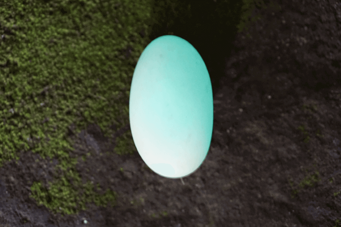 Loại đá Ngọc dạ minh châu có khả năng tự phát ra ánh sáng trong đêm tối.
