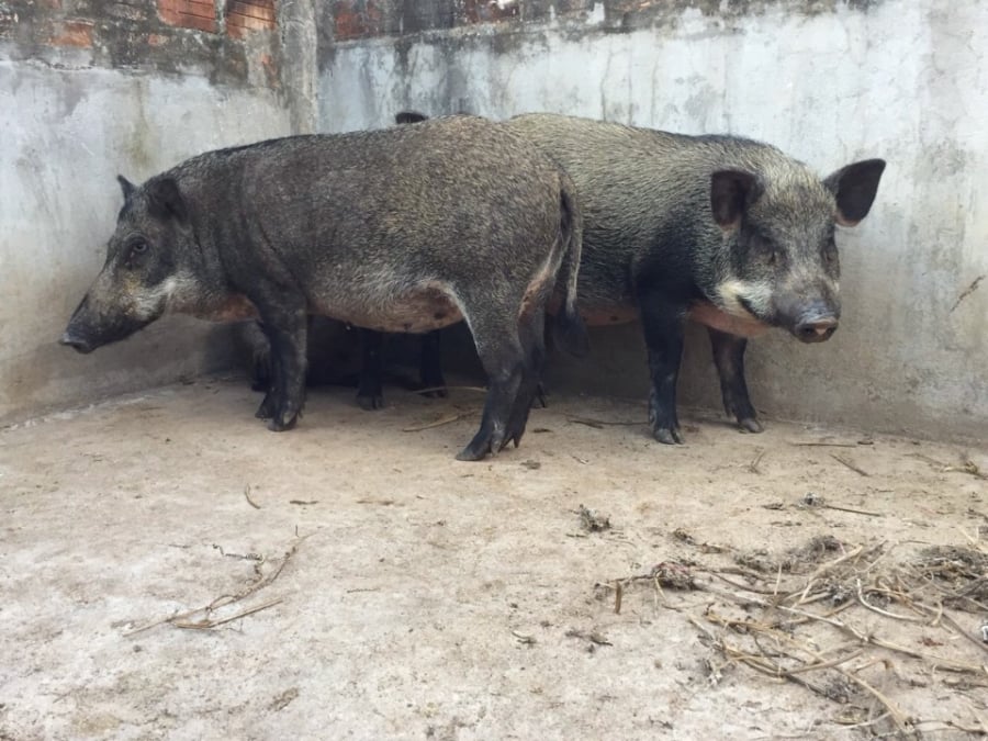 Khi bắt đầu sự nghiệp nuôi lợn của mình, anh Sơn quyết định chọn giống lợn bản địa