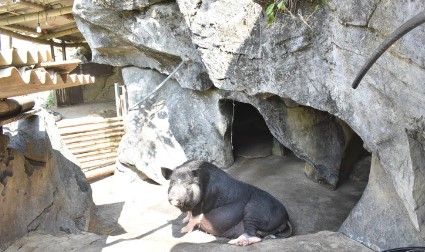 Cuộc sống khó khăn nơi đất khách khiến anh Sơn quyết định về quê lập nghiệp bằng cách nuôi lợn đen