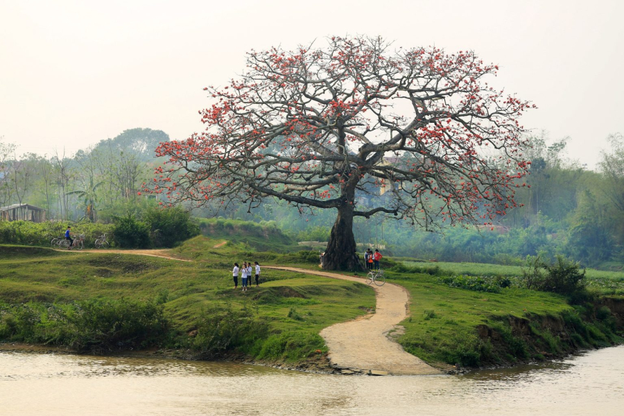 Hoa gạo trở thành “linh hồn” biểu tượng mỗi khi chúng ta nhắc về làng quê Việt Nam