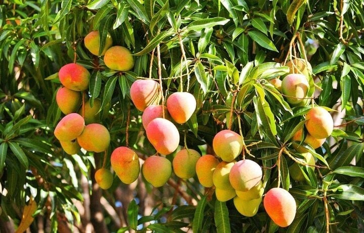 Cây xoài là giống cây ăn trái có tán lớn nên trồng trước nhà có thể che nắng, làm bóng mát, giúp giảm oi bức trong những ngày hè. 