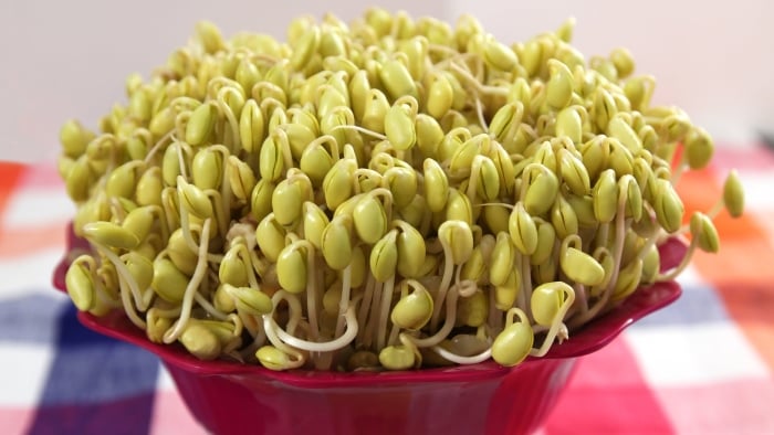 Khi đậu tương nảy mầm sẽ giúp cho hàm lượng dưỡng chất trong hạt tăng gấp đôi.