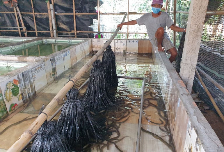 Sau gần một năm, từ khi bắt đầu ương lươn bột, anh đã thành công trong việc sản xuất ra lươn giống và lươn thương phẩm chất lượng cao