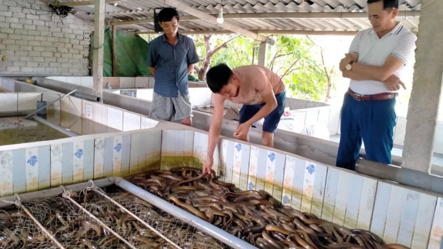 Đến năm 2019, nhận thấy tiềm năng từ việc bán lươn thương phẩm với giá cao, anh Giang đã đầu tư xây dựng một trại lươn chuyên nghiệp