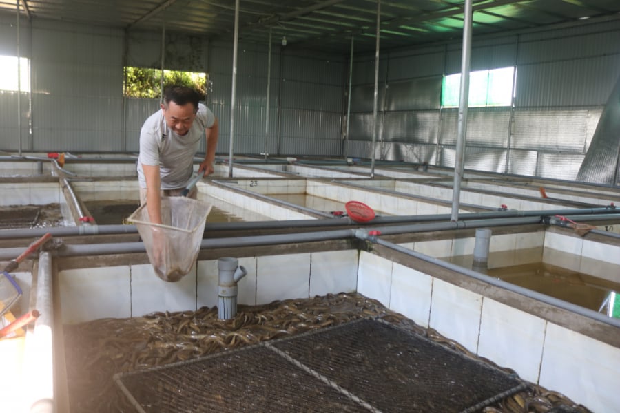 Cơ sở của anh Giang hiện có 50 bể nuôi lươn thịt với diện tích 5m2 mỗi bể