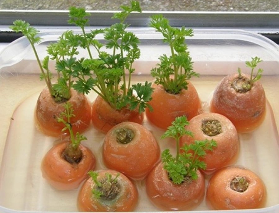 cách trồng cà rốt