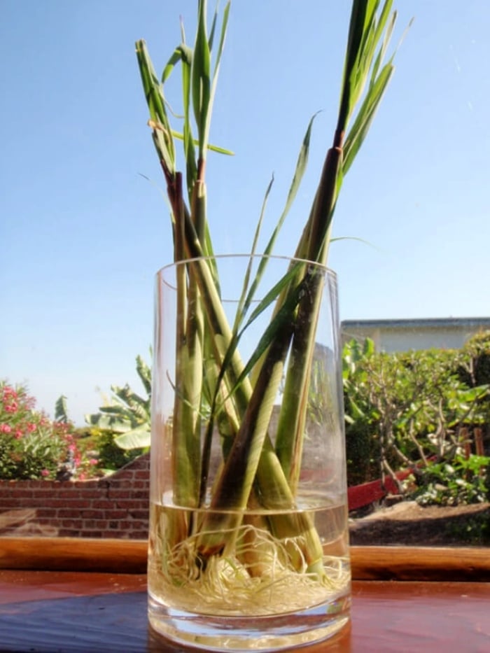 Cách trồng sả trong cốc nước