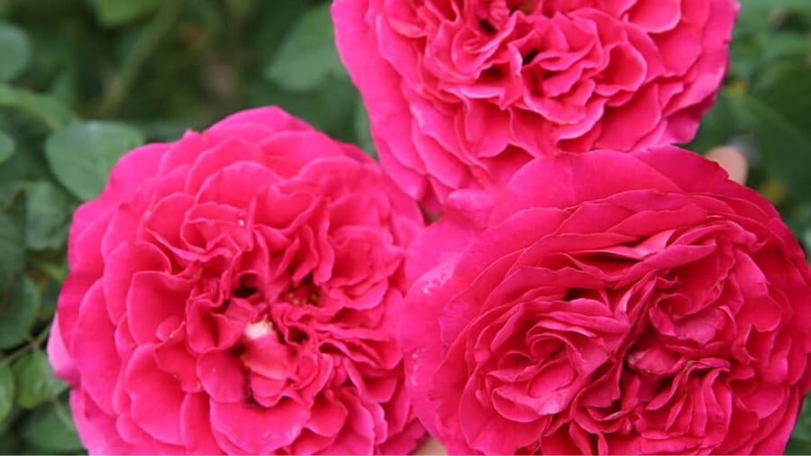Hoa hồng có nhiều loại và không phải loại nào cũng thích hợp để thắp hương