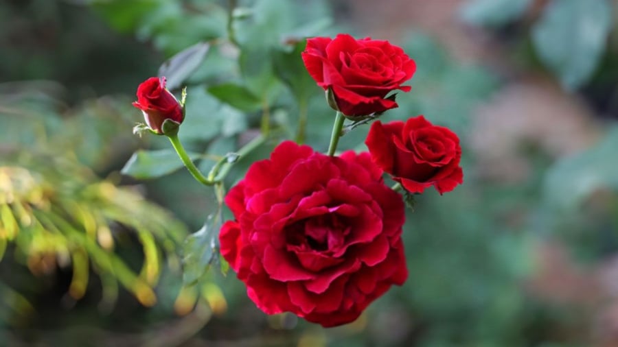 Lưu ý khi thắp hương hoa hồng nên tuốt sạch gai và rửa sạch lá bẩn